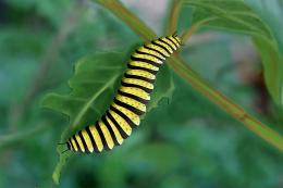 CaterPiller